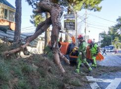 В Анапе деревья, поваленные ураганом, отдадут малоимущим семьям для отопления
