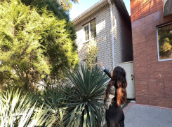 Анапская «пальма»: необычное растение города-курорта юкка