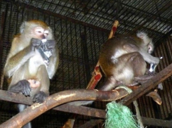 Анапских макак отправили «в ссылку» в Сибирь