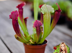 2 июня в Анапе пройдет выставка-продажа комнатных растений