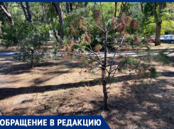 Почему нет полива: жители курорта бьют тревогу о засохшей зелени в Анапе 