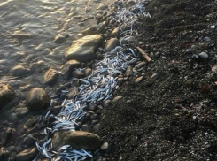 Несколько сотен килограмм хамсы выкинули в море недалеко от Анапы