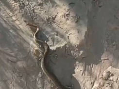 Заползают даже в кафе: в Анапе активизировались змеи