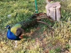 В одном из дворов под Анапой полиция обнаружила двух привязанных павлинов