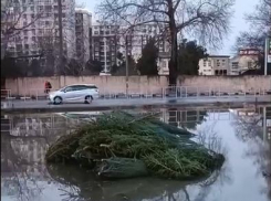 Ливень в Анапе уничтожил ёлочный базар: деревья валяются прямо на асфальте