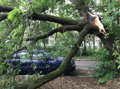 Теперь в Анапе при штормовом ветре, деревья не будут угрожать машинам и проводам?