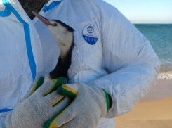 Еще двух пострадавших птиц нашли на пляже