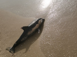 В Анапе нашли более 40 погибших дельфинов