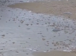 Сотни мертвых медуз выбросило на берег Черного моря в Анапе