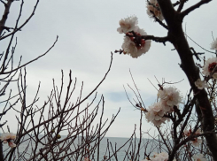В День гречки в Анапе опять серо и дождливо