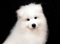 В Анапе снова ищут беглеца