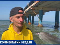 Повелитель дельфинов: фотограф Вячеслав Ревун о любимом месте млекопитающих в Анапе