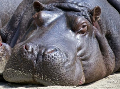 В Анапе появились бегемоты! Не верите?