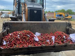 Минсельхоз назвал провокацией фото в соцсетях, где, якобы, уничтожают клубнику