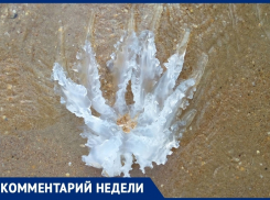 В Анапе наблюдается нашествие медуз в море?