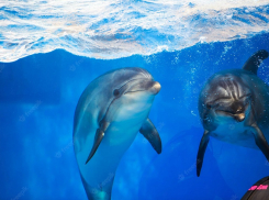  Прощай, дельфинарии Анапы – в России почти полностью запретят вылов китообразных