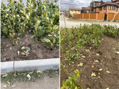 Сами себе вредим: в Анапе вредители украли недавно посаженные растения