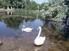 Лето в Анапе, но лебеди не улетели, - погода на сегодня, 7 июня
