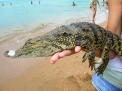 По пляжу в Анапе носят крокодила с заклеенной скотчем пастью