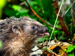В День пьяного ёжика в Анапе потеплеет