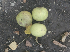 Лекарство от 200 болезней или яд: анапчане дискутируют по поводу чёрного ореха