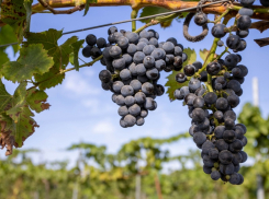 Как непогода повлияет на урожай винограда в Анапе – эксперты