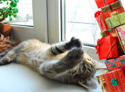 Подарки готовы! Ждем победителей конкурса "Самый красивый кот Анапы"!