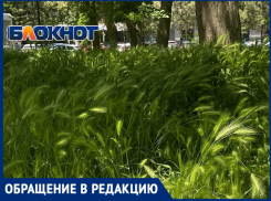 В анапском сквере Гудовича трава по колено — рай для опасных клещей