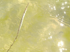 Найти иглу в стоге сена легче, чем морскую рыбу-иглу в Анапе