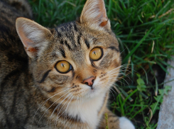 Теперь анапчане смогут искать пропавших животных с помощью мобильного приложения
