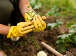 На высадку цветов в Анапе выделили более 7,5 млн рублей