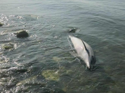 Анапчане переживают по поводу гибели дельфинов на Черноморском побережье