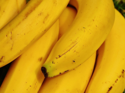 Опасная муха-горбатка на фруктовые прилавки Анапы, Новороссийска и Геленджика не попала