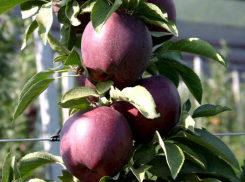 В преддверии субботника анапчанам раздают 2000 саженцев яблони