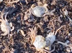 В Анапе выбрасываются на берег крабы и рапаны