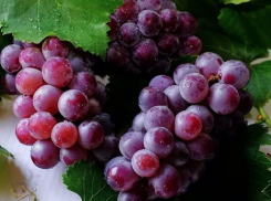 Не все анапчане знают о 5 полезных свойствах винограда