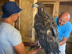 Селфи с орланами на набережной в Анапе прервал Росприроднадзор