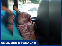 Анапчанку с собачкой не пустили в автобус – Светлана Александровна возмущена