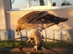 В Анапе у фотоживодёров изъяли ястреба и двух орлов