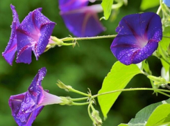 Анапчанам на заметку: за выращивание помеи трёхцветной теперь грозит до двух лет тюрьмы