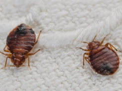 История Анапы: в 1932 году больных в санаториях курорта заедали клопы