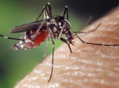 Мэрия Анапы выделила 5,6 млн рублей на профилактику лихорадки Зика