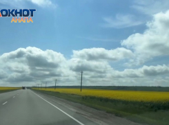 В Анапе зацвели рапсовые поля