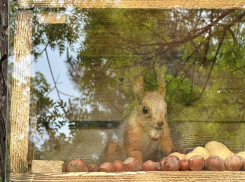 Беличий городок: в Анапе выпустили новых пушистых зверьков