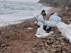 На побережье Темрюкского района волонтеры нашли новый мазут и мертвых дельфинов