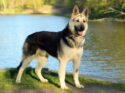 Благодаря публикации в «Блокноте» в Анапе нашли овчарку, убежавшую из дома