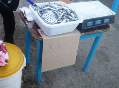 В Анапе сформируют «спецотряд» для борьбы с незаконными торговцами хамсой 