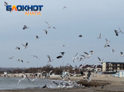 Птицы-лимнофилы: кто такие и почему зимуют в Анапе 