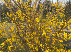 День свиданий под луной не порадует анапчан солнцем