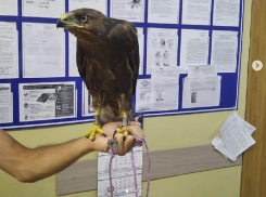 В Анапе у фотографа изъяли еще одного орла